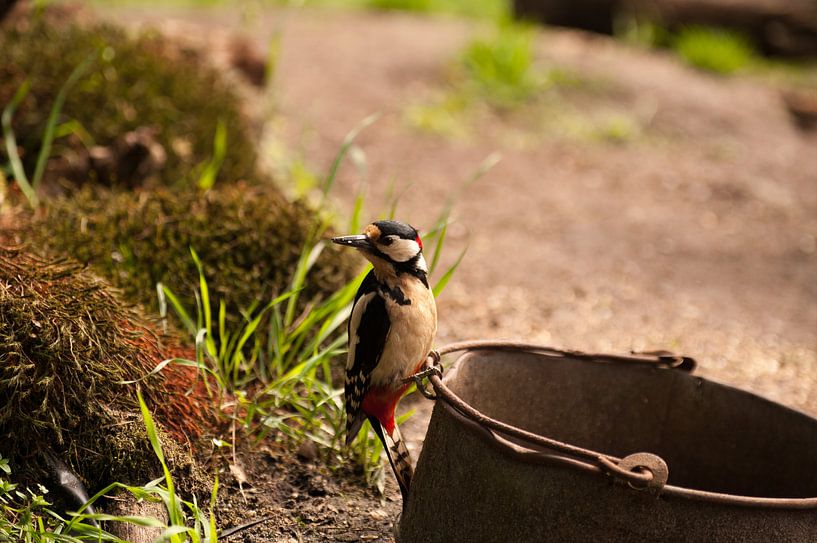 Grote bonte specht by Ton van Weenen
