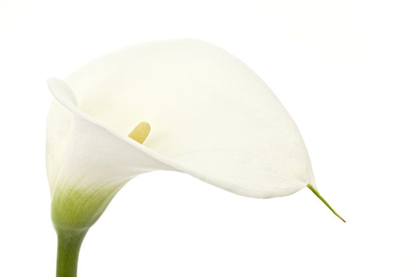 Arum von Tanja van Beuningen