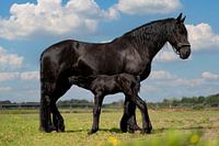 Friesisches Pferd mit Fohlen