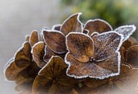 Winterse hortensia met rijp