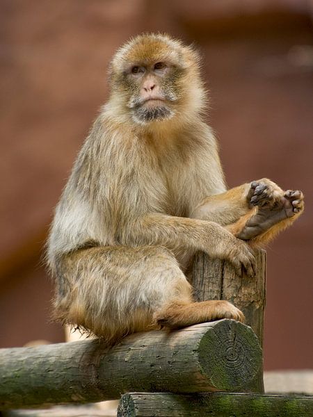 Berber monkey : Ouwehands Dierenpark by Loek Lobel