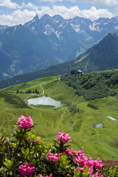 Alpenrosen am Fellhorn von Walter G. Allgöwer