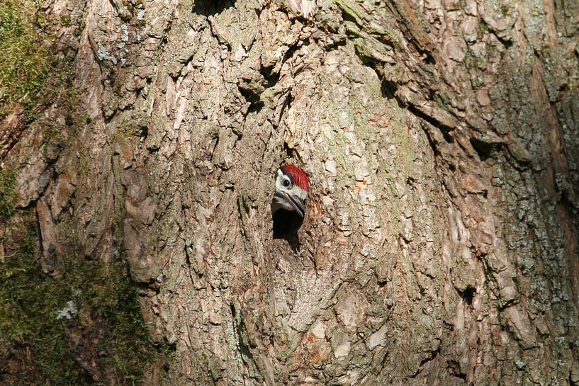 A young great spotted woodpecker explores the world by rene marcel originals