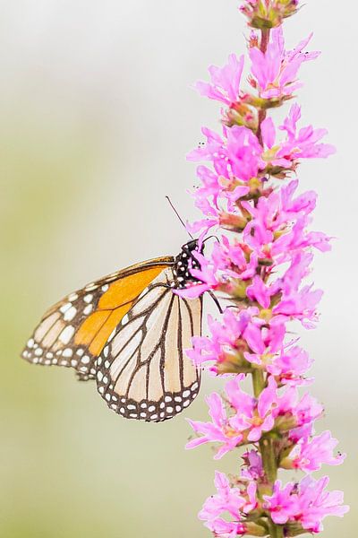 Passionflower butterfly with pink flowers by Karin Riethoven