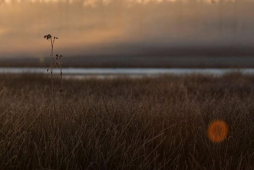 Suikerveen von Ronald Wilfred Jansen