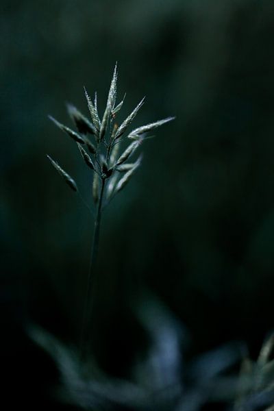 Stille Dunkelheit von Struinkunst