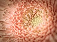 Pink Gerbera