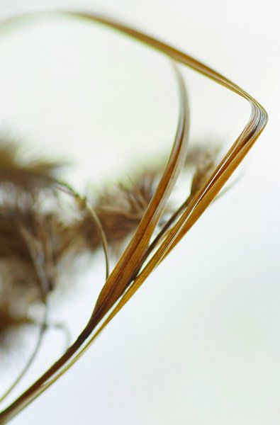 Les tiges d'herbe dans le vent par Marlies Prieckaerts