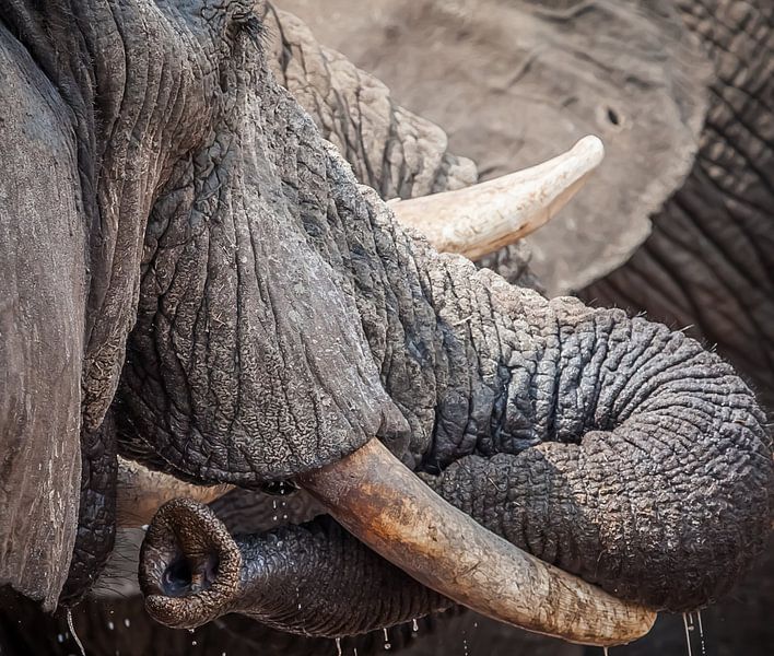 great tusk elephant close-up by Ed Dorrestein