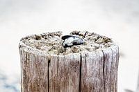 Paalhoofd met mossel