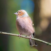 Common chaffinch