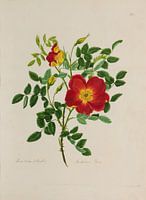 Une collection de roses d'après nature, A. Lawrance