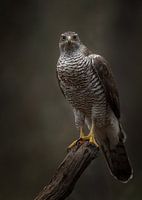 Oiseau de proie ; Faucon, fixant un vieil arbre