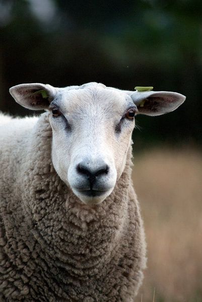 Schaap in weiland van David Klumperman