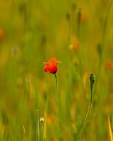 Klaproos in een groen veld.