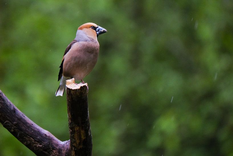A Hawfinch on the lookout by Boudewijn Vermeulen