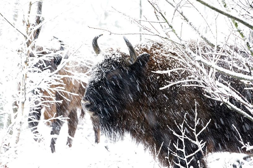 Wisent von Corrie Post