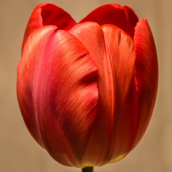Red Tulip in bloom par kitty van gemert