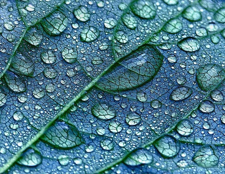 Bain de feuilles par Caroline Lichthart