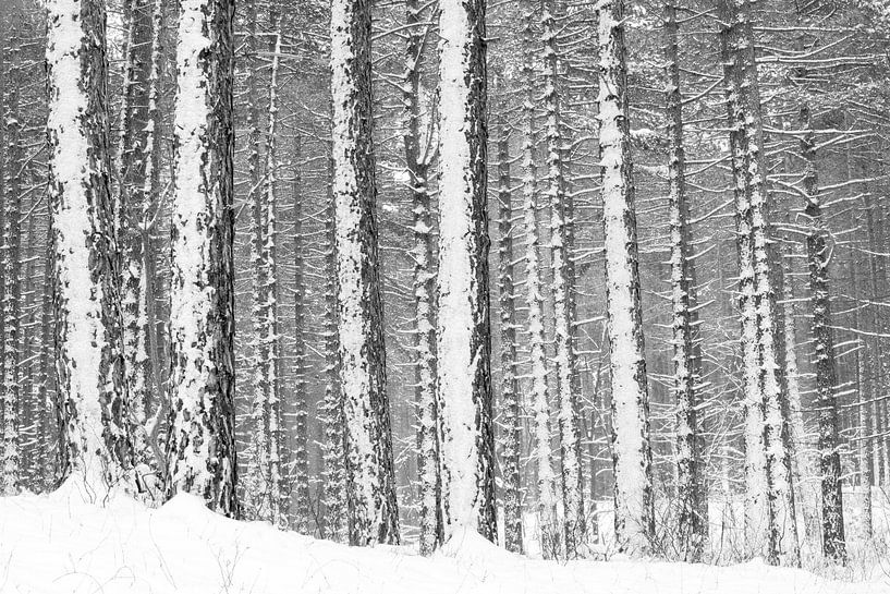 Verschneite Kiefern von Leendert Noordzij Photography