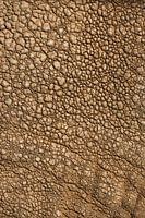 Die schöne Textur der Elefantenhaut