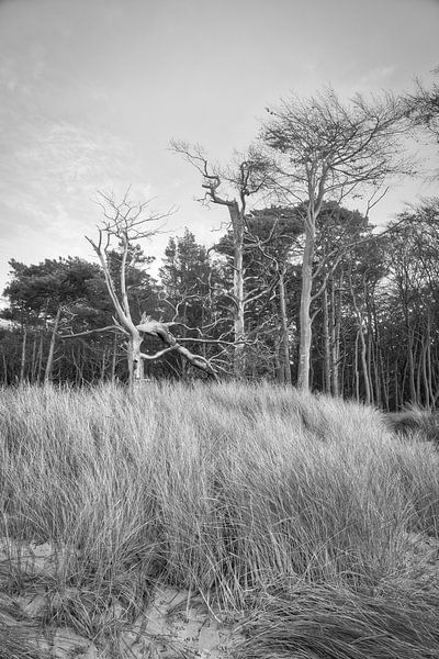 Bäume am Strand der Ostsee in schwarz weiß. Kleiner Wald von Martin Köbsch
