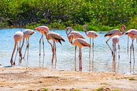 Flamingos on Bonaire