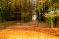 Une forêt mouvementée