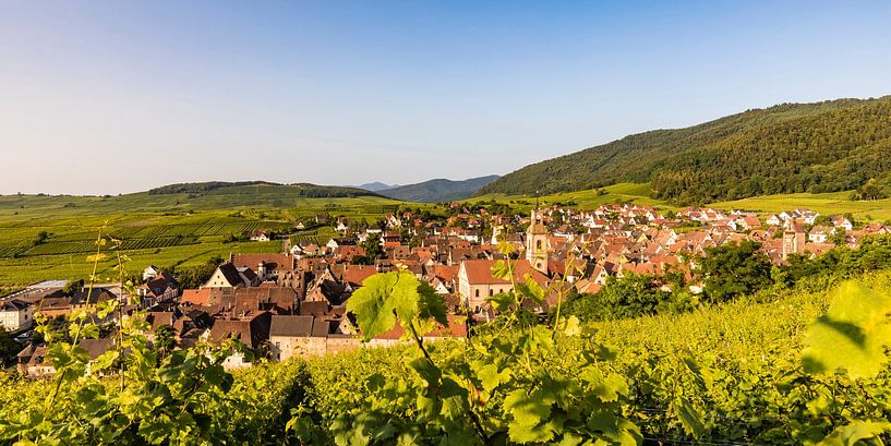Weindorf Riquewihr im Elsass von Werner Dieterich