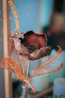 dried flower with curled petals
