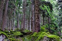 Rough forest in the black forest