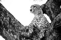 Guépard dans un arbre