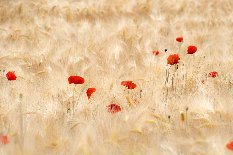 Wheatfield by Greet Thijs