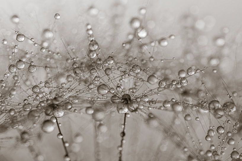 Abstrakt: Tropfen schmücken den Flaum von Marjolijn van den Berg