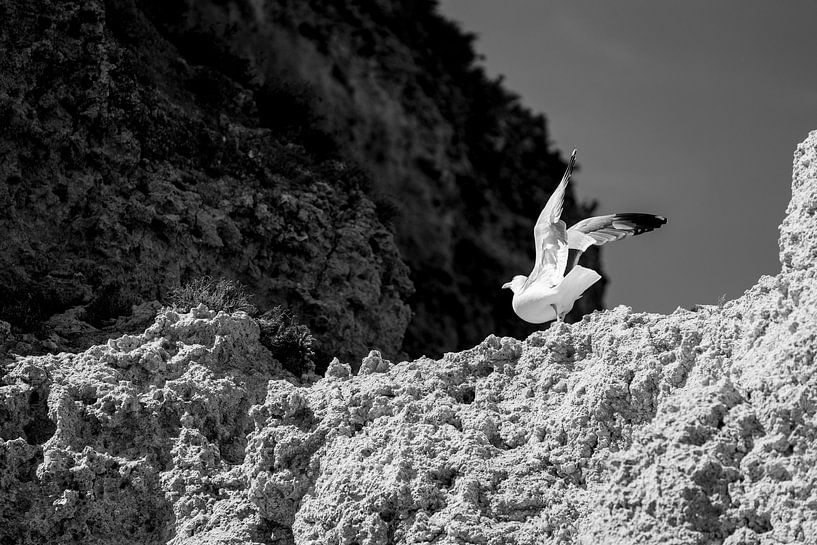 Mouette sur les rochers par Femke Ketelaar