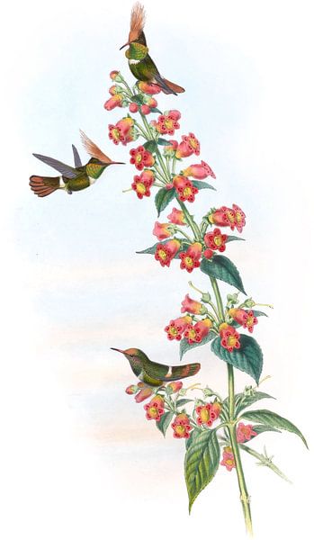 Coquette de Delattre, John Gould par Hummingbirds