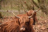 Schottischer Highlander