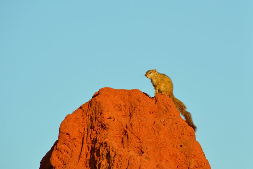 Eekhoorn op een termietenbult voor een helderblauwe lucht von Vera Boels