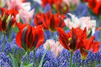 Tulips at the Keukenhof