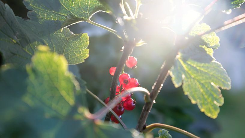 Johannisbeeren von Bo Valentino