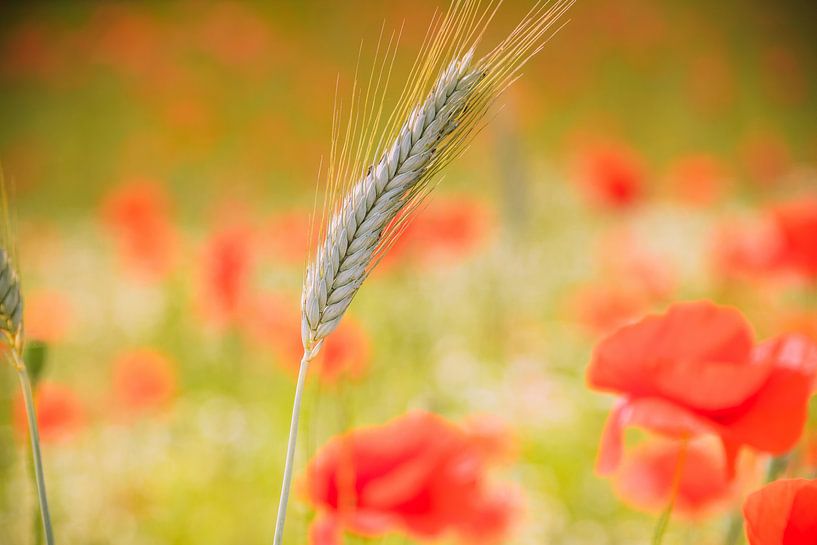 Wheat / poppy by Sylvia Schuur