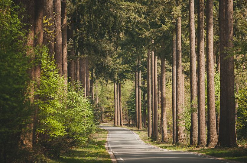 Speulderbos by Nancy van Verseveld