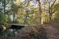 Beim Wandern in Oirschot mit dem Herbst