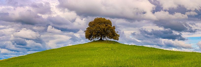 Panorama of a large Oak tree by Henk Meijer Photography