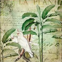 Kaketoes exotisch paradijs