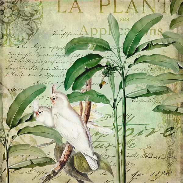 Kakadus exotisches Paradies von Andrea Haase