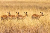 Impala dans le PN de Chobe au Botswana