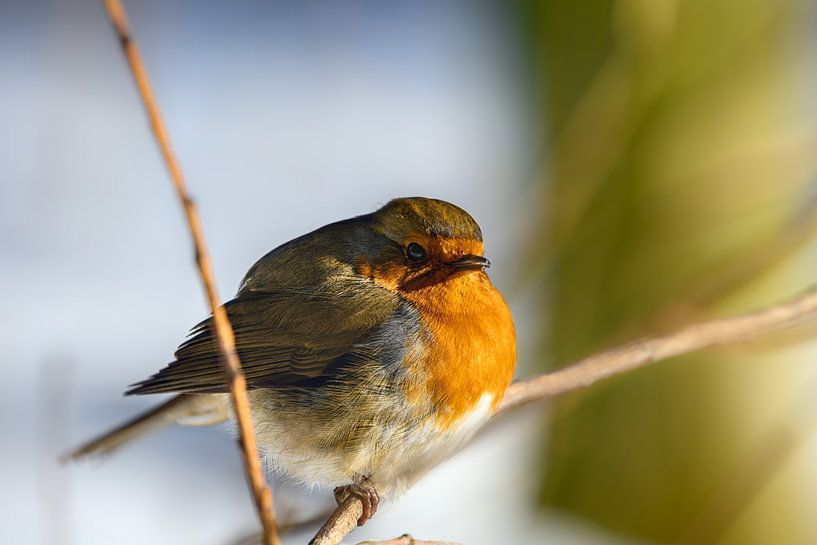 Robins by Kurt Krause