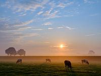 Koeien, Hengelo (gld)