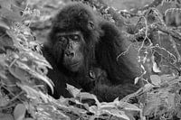 Bébé gorille, Ouganda, noir et blanc